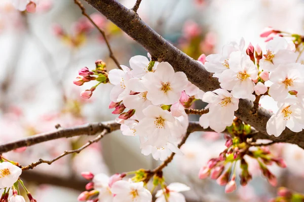 Kirschblüte Frühling Für Hintergrund Oder Kopierraum Für Text — Stockfoto