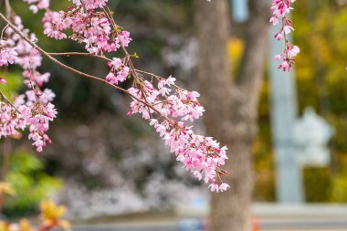 Baharda arkaplan için kiraz çiçeği ya da metin için kopyalama alanı