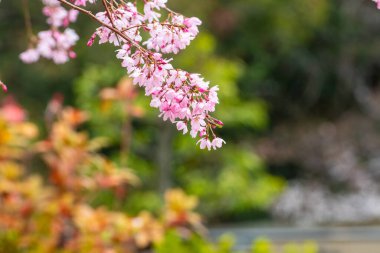 Baharda arkaplan için kiraz çiçeği ya da metin için kopyalama alanı
