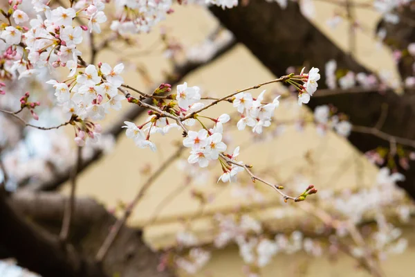 Kirschblüte Frühling Für Hintergrund Oder Kopierraum Für Text — Stockfoto