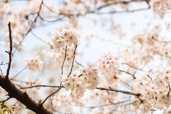 Kirschblüte Frühling Für Hintergrund Oder Kopierraum Für Text — Stockfoto