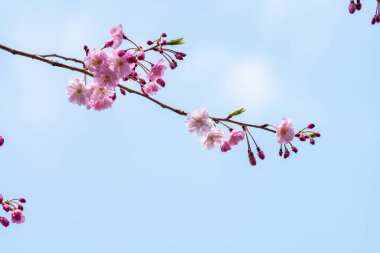 Baharda arkaplan için kiraz çiçeği ya da metin için kopyalama alanı