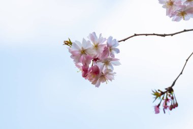 Baharda arkaplan için kiraz çiçeği ya da metin için kopyalama alanı