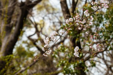 Baharda arkaplan için kiraz çiçeği ya da metin için kopyalama alanı
