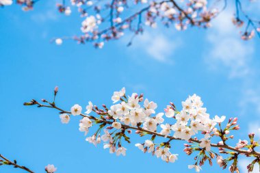 Baharda arkaplan için kiraz çiçeği ya da metin için kopyalama alanı