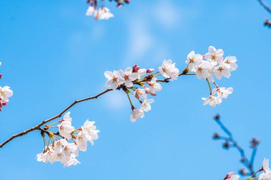 Baharda arkaplan için kiraz çiçeği ya da metin için kopyalama alanı