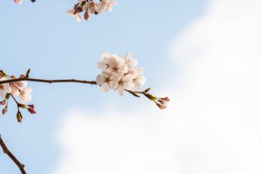 Baharda arkaplan için kiraz çiçeği ya da metin için kopyalama alanı