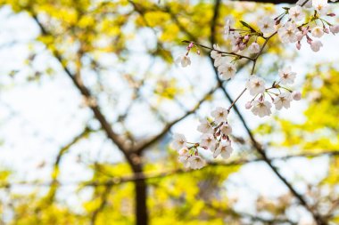 Baharda arkaplan için kiraz çiçeği ya da metin için kopyalama alanı