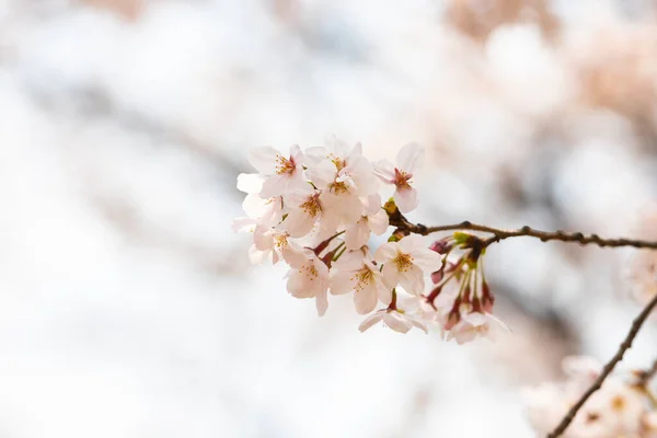 Fiori Ciliegio Primavera Sfondo Copiare Spazio Testo — Foto Stock