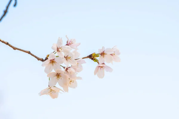 Körsbärsblomma Våren För Bakgrund Eller Kopiera Utrymme För Text — Stockfoto