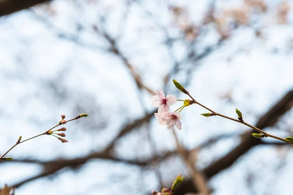 Cherry Blossom Spring Background Copy Space Text — Stock Photo, Image