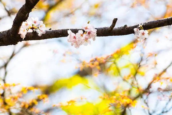 Cherry Blossom Spring Background Copy Space Text — Stock Photo, Image