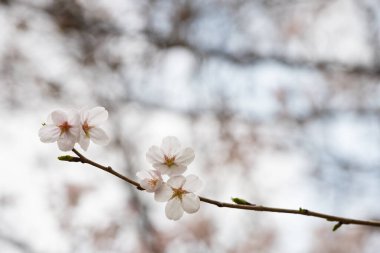 Baharda arkaplan için kiraz çiçeği ya da metin için kopyalama alanı