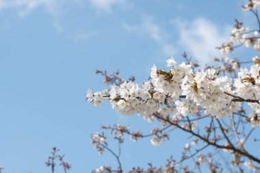 Baharda arkaplan için kiraz çiçeği ya da metin için kopyalama alanı