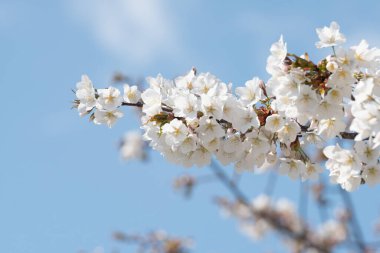 Baharda arkaplan için kiraz çiçeği ya da metin için kopyalama alanı
