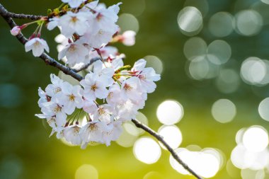 Baharda arkaplan için kiraz çiçeği ya da metin için kopyalama alanı
