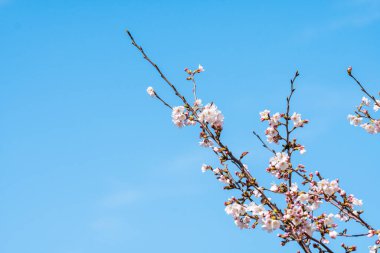 Baharda arkaplan için kiraz çiçeği ya da metin için kopyalama alanı