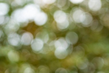 Yeşil bokeh, doğa ormanının arka planında odak dışı.