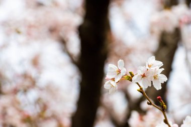 Baharda arkaplan için kiraz çiçeği ya da metin için kopyalama alanı