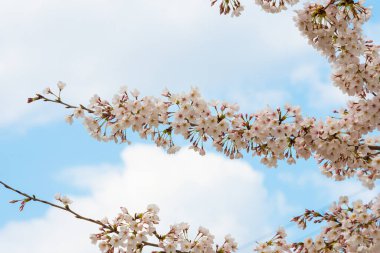 Baharda arkaplan için kiraz çiçeği ya da metin için kopyalama alanı