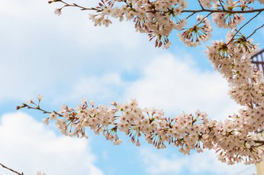 Baharda arkaplan için kiraz çiçeği ya da metin için kopyalama alanı