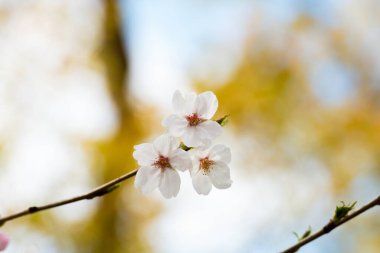 Baharda arkaplan için kiraz çiçeği ya da metin için kopyalama alanı