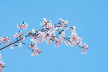 Baharda arkaplan için kiraz çiçeği ya da metin için kopyalama alanı