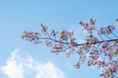 Baharda arkaplan için kiraz çiçeği ya da metin için kopyalama alanı