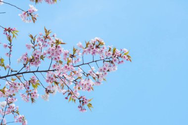 Baharda arkaplan için kiraz çiçeği ya da metin için kopyalama alanı