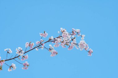 Baharda arkaplan için kiraz çiçeği ya da metin için kopyalama alanı