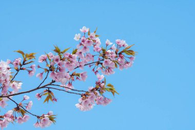 Baharda arkaplan için kiraz çiçeği ya da metin için kopyalama alanı