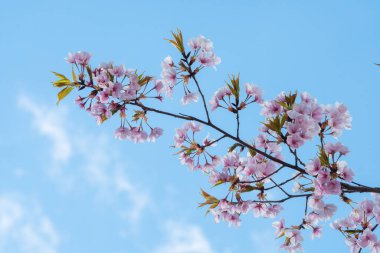 Baharda arkaplan için kiraz çiçeği ya da metin için kopyalama alanı