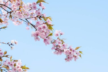 Baharda arkaplan için kiraz çiçeği ya da metin için kopyalama alanı