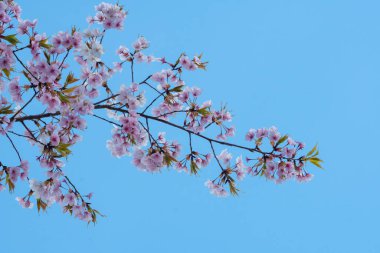 Baharda arkaplan için kiraz çiçeği ya da metin için kopyalama alanı
