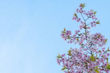 Baharda arkaplan için kiraz çiçeği ya da metin için kopyalama alanı