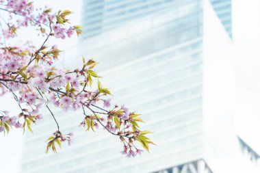 Baharda arkaplan için kiraz çiçeği ya da metin için kopyalama alanı