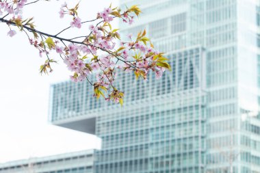 Baharda arkaplan için kiraz çiçeği ya da metin için kopyalama alanı