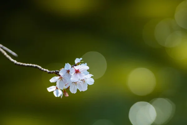 Wiosenny Kwiat Wiśni Tle Lub Kopiuj Miejsce Tekst — Zdjęcie stockowe