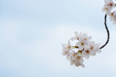 Baharda arkaplan için kiraz çiçeği ya da metin için kopyalama alanı