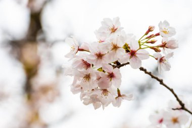 Baharda arkaplan için kiraz çiçeği ya da metin için kopyalama alanı