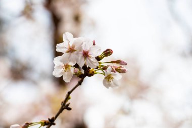 Baharda arkaplan için kiraz çiçeği ya da metin için kopyalama alanı