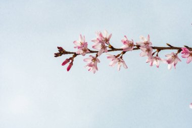 Baharda arkaplan için kiraz çiçeği ya da metin için kopyalama alanı