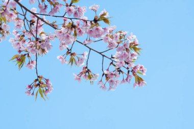 Baharda arkaplan için kiraz çiçeği ya da metin için kopyalama alanı