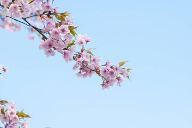 Baharda arkaplan için kiraz çiçeği ya da metin için kopyalama alanı