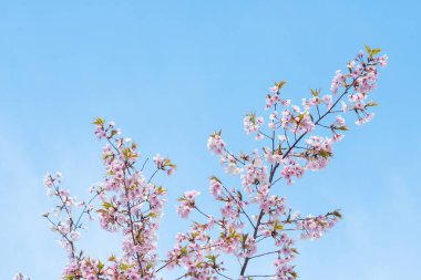 Baharda arkaplan için kiraz çiçeği ya da metin için kopyalama alanı