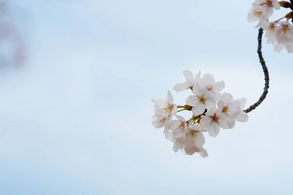 Flor Cerejeira Primavera Para Fundo Espaço Cópia Para Texto — Fotografia de Stock