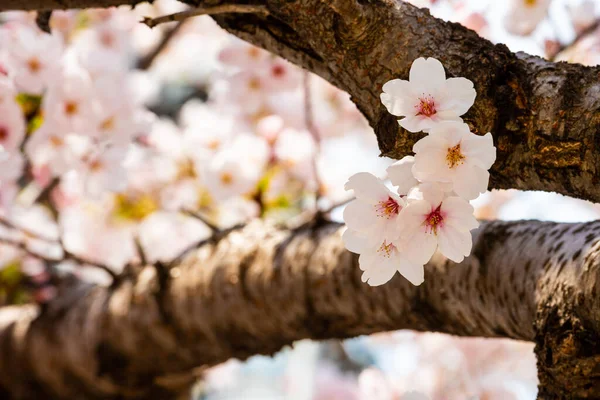 Cherry Blossom Spring Background Copy Space Text — Stock Photo, Image