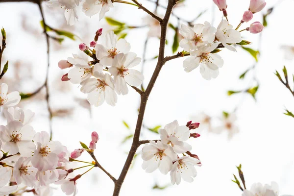春の桜の背景やテキストのためのスペースをコピー — ストック写真