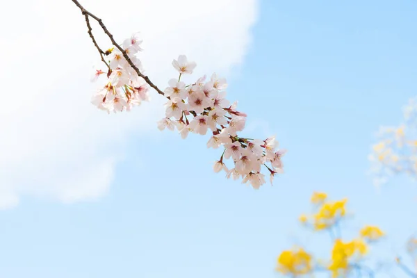 Fiori Ciliegio Primavera Sfondo Copiare Spazio Testo — Foto Stock