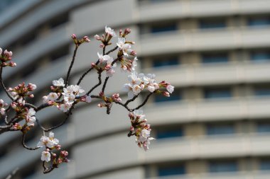 Baharda arkaplan için kiraz çiçeği ya da metin için kopyalama alanı